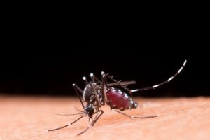 sejarah hari malaria
